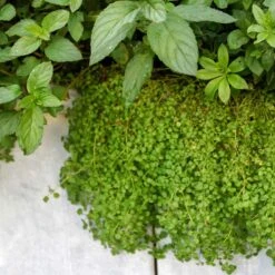 Mint Seeds - Corsican Mini Mint