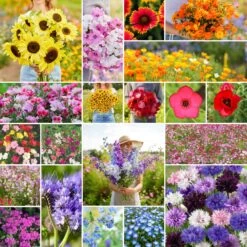 All Annual Wildflower Seed Mix