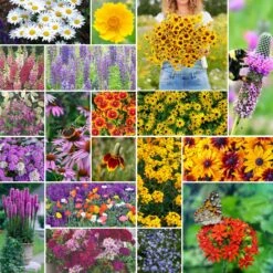 All Perennial Wildflower Seed Mix
