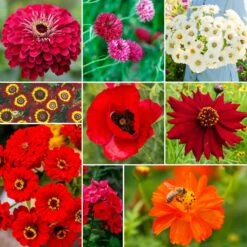 Red Flower Seed Mix - 9 Vibrant Varieties for Bold Garden Color