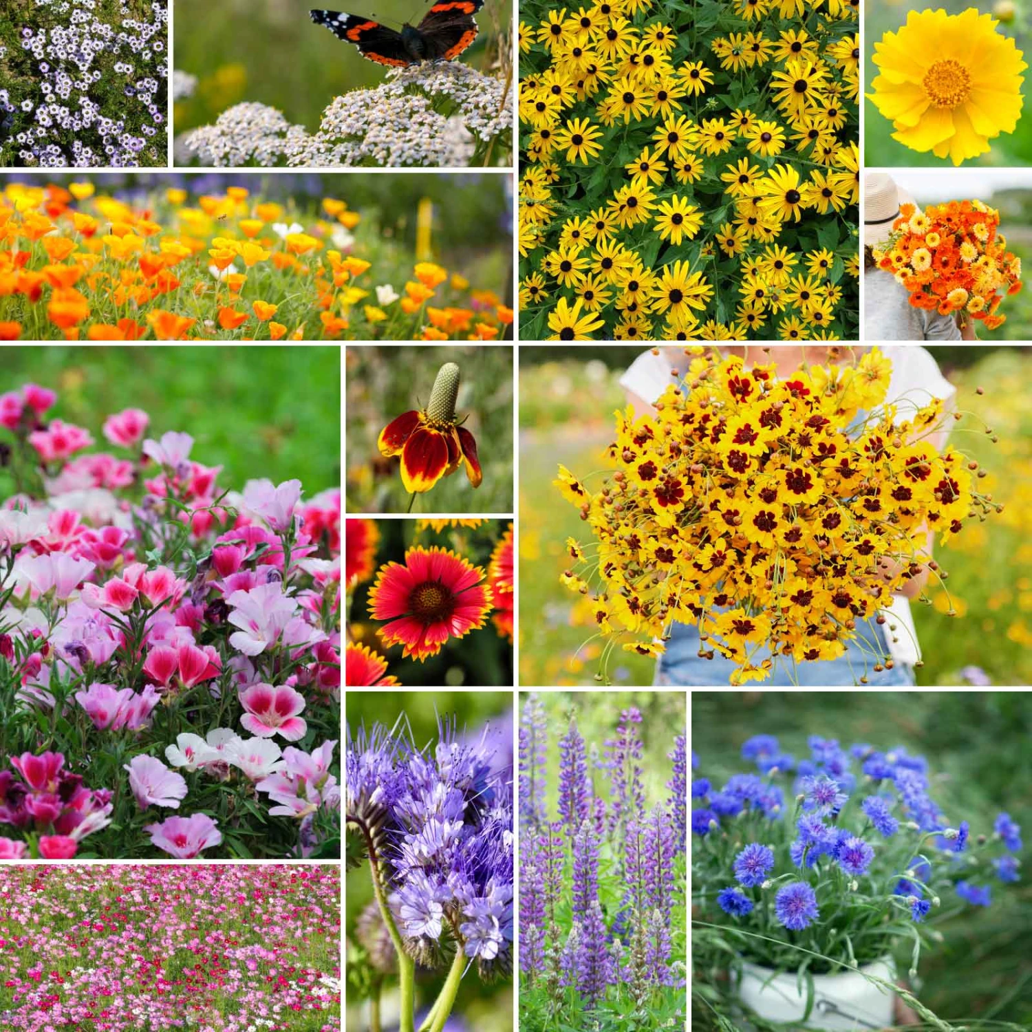 Bird & Butterfly Wildflower Seed Mix 1 Bird & Butterfly Wildflower Seed Mix