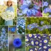 Blue Ribbon Blue Flower Seed Mix: Annual & Perennial Wildflower Blend