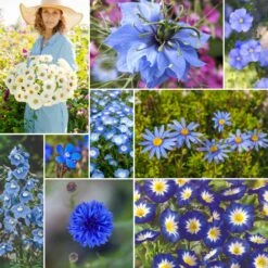 Blue Ribbon Blue Flower Seed Mix: Annual & Perennial Wildflower Blend