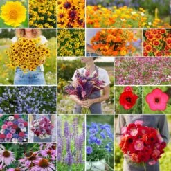 Burst Of Bloom Annual & Perennial Wildflower Seed Mix