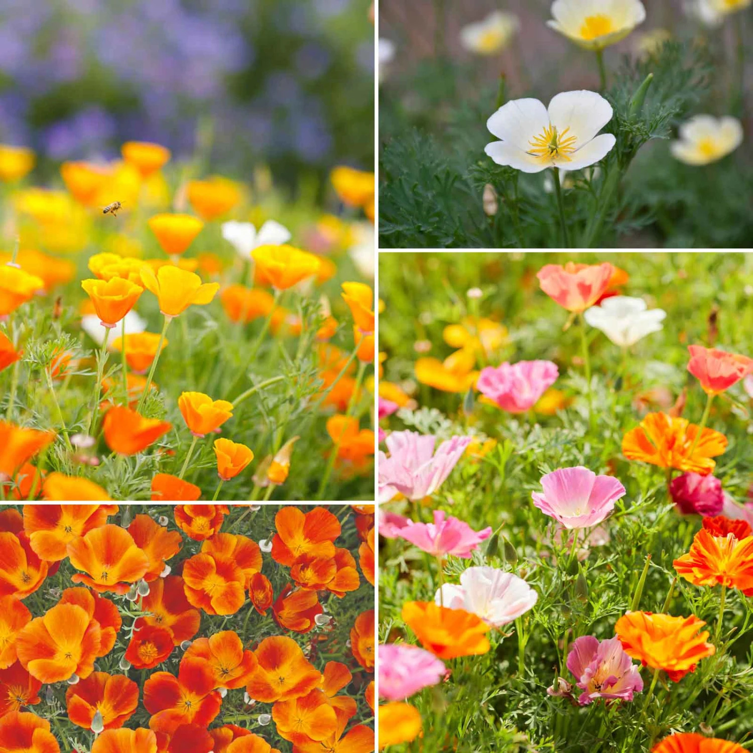 California Poppy Flower Seed Mix - Vibrant 4-Variety Colorful Blend 2 California Poppy Flower Seed Mix - Vibrant 4-Variety Colorful Blend - Image 2