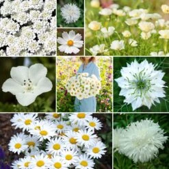 Cloud 9 - White Flower Seed Mix