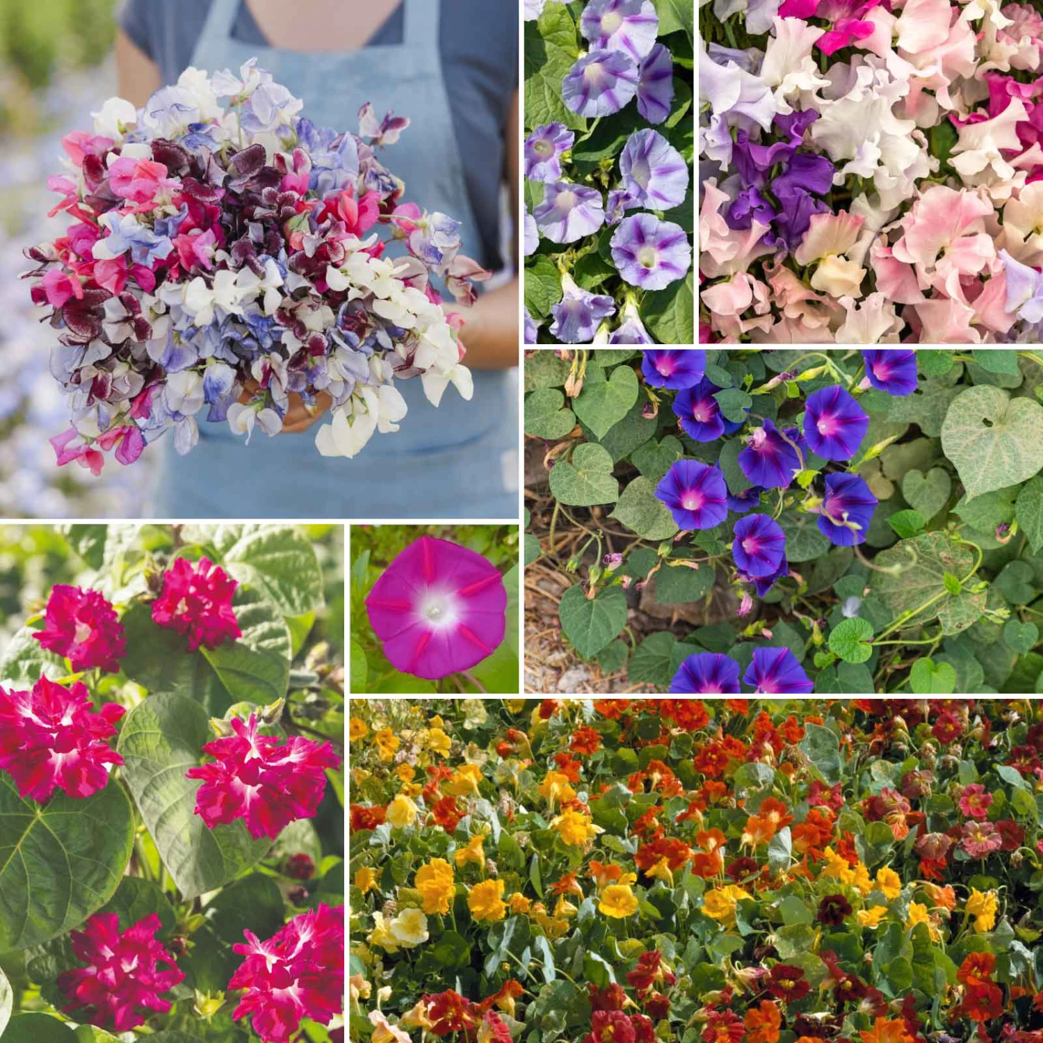 Colorful Climbers - Climbing Flower Seed Mix 1 Colorful Climbers - Climbing Flower Seed Mix