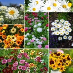 Vibrant Daisy Flower Seed Mix - Premium Wildflower Garden Blend