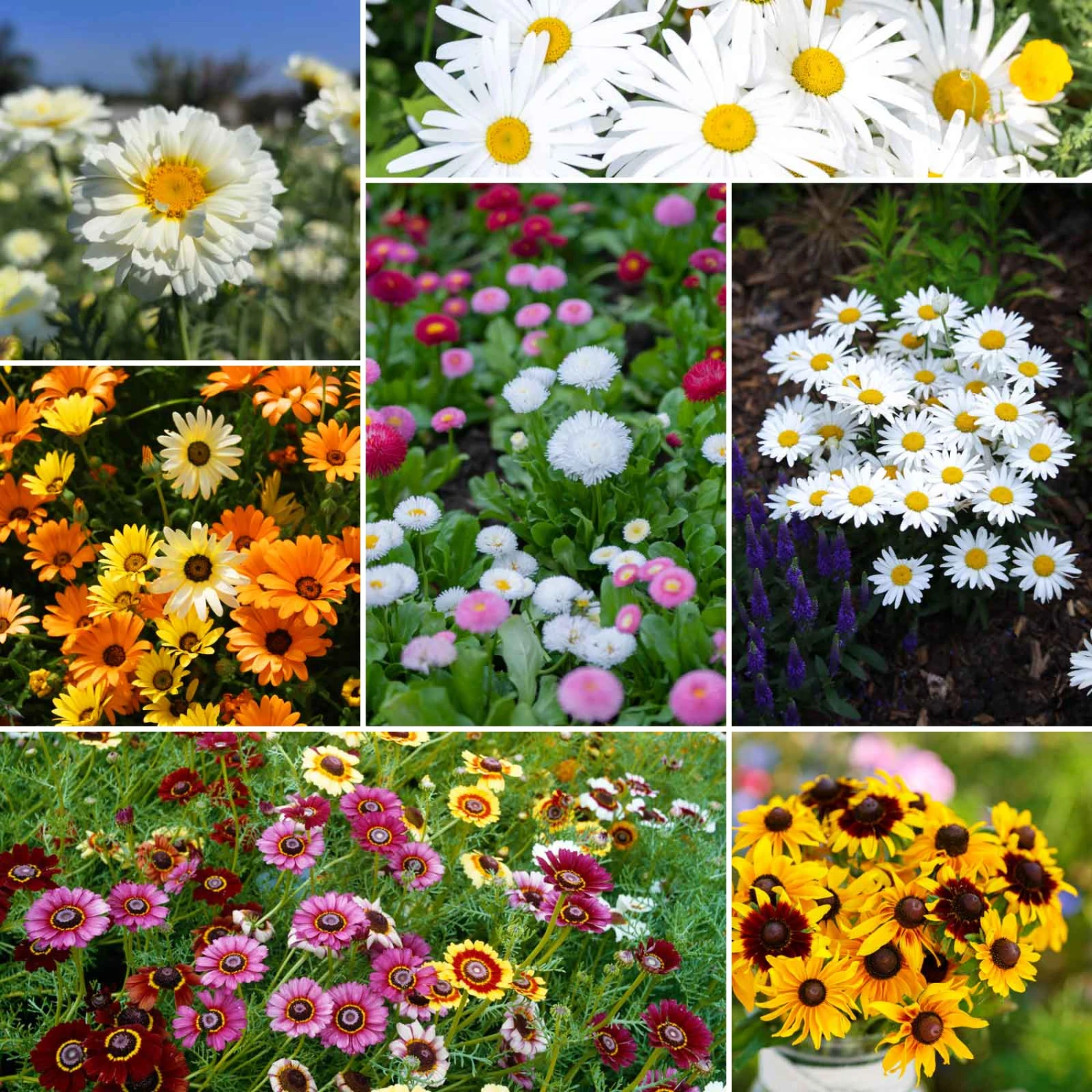 Vibrant Daisy Flower Seed Mix - Premium Wildflower Garden Blend 1 Vibrant Daisy Flower Seed Mix - Premium Wildflower Garden Blend