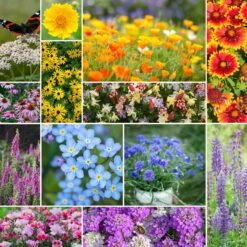 Deer Resistant Wildflower Seed Mix
