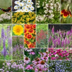Deer Resistant All Perennial Wildflower Seed Mix