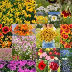 Dry Area Wildflower Seed Mix
