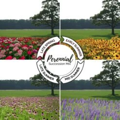 Endless Summer Perennial Flower Seed Mix - Multi-Season Garden Blooms