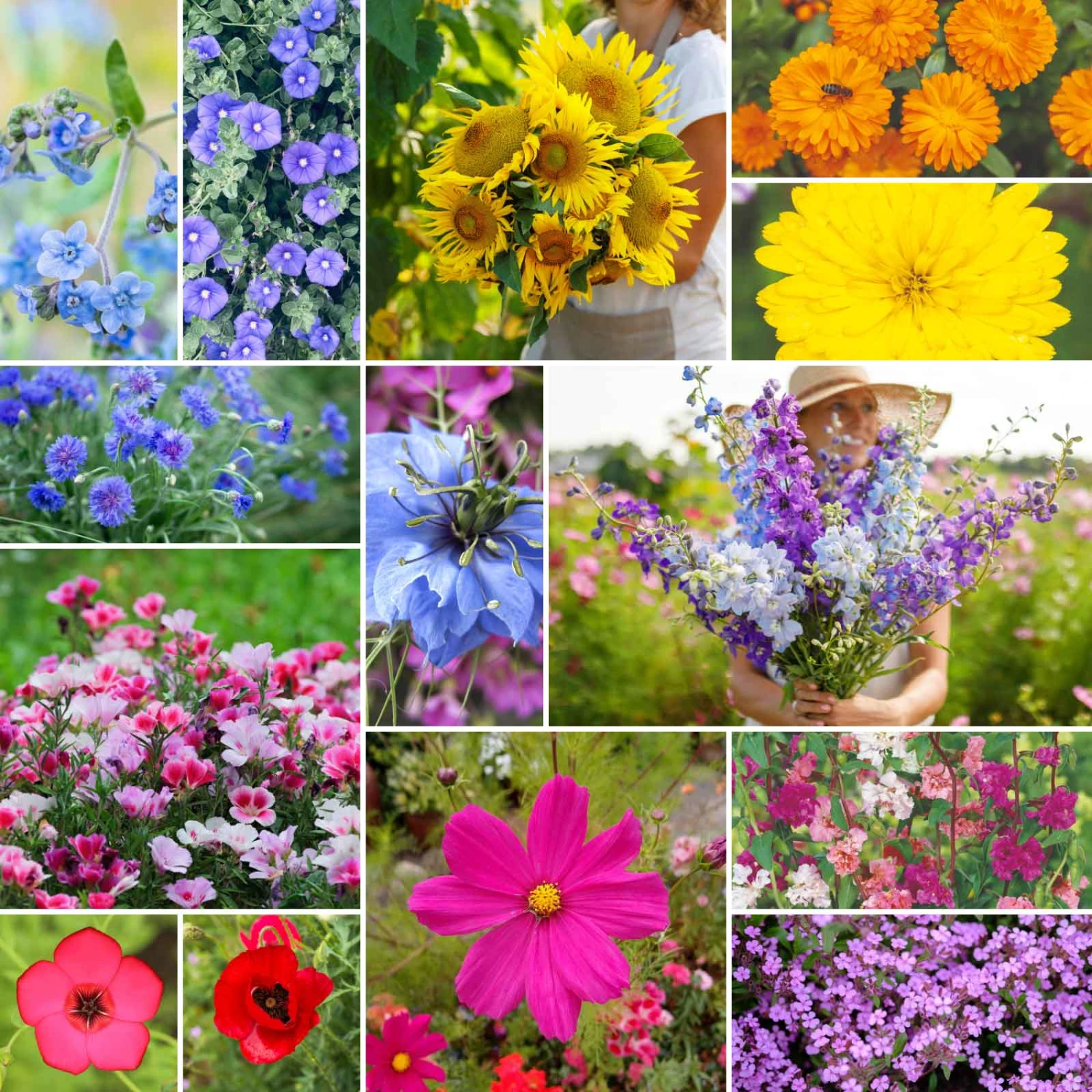 Fairytale Flower Seed Mix 2 Fairytale Flower Seed Mix - Image 2