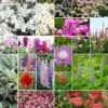 First Year Flowering Perennial Wildflower Seed Mix for Fast-Growing Gardens