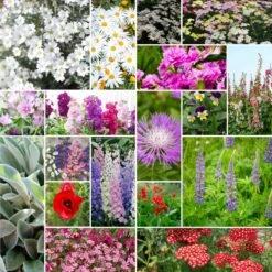 First Year Flowering Perennial Wildflower Seed Mix for Fast-Growing Gardens