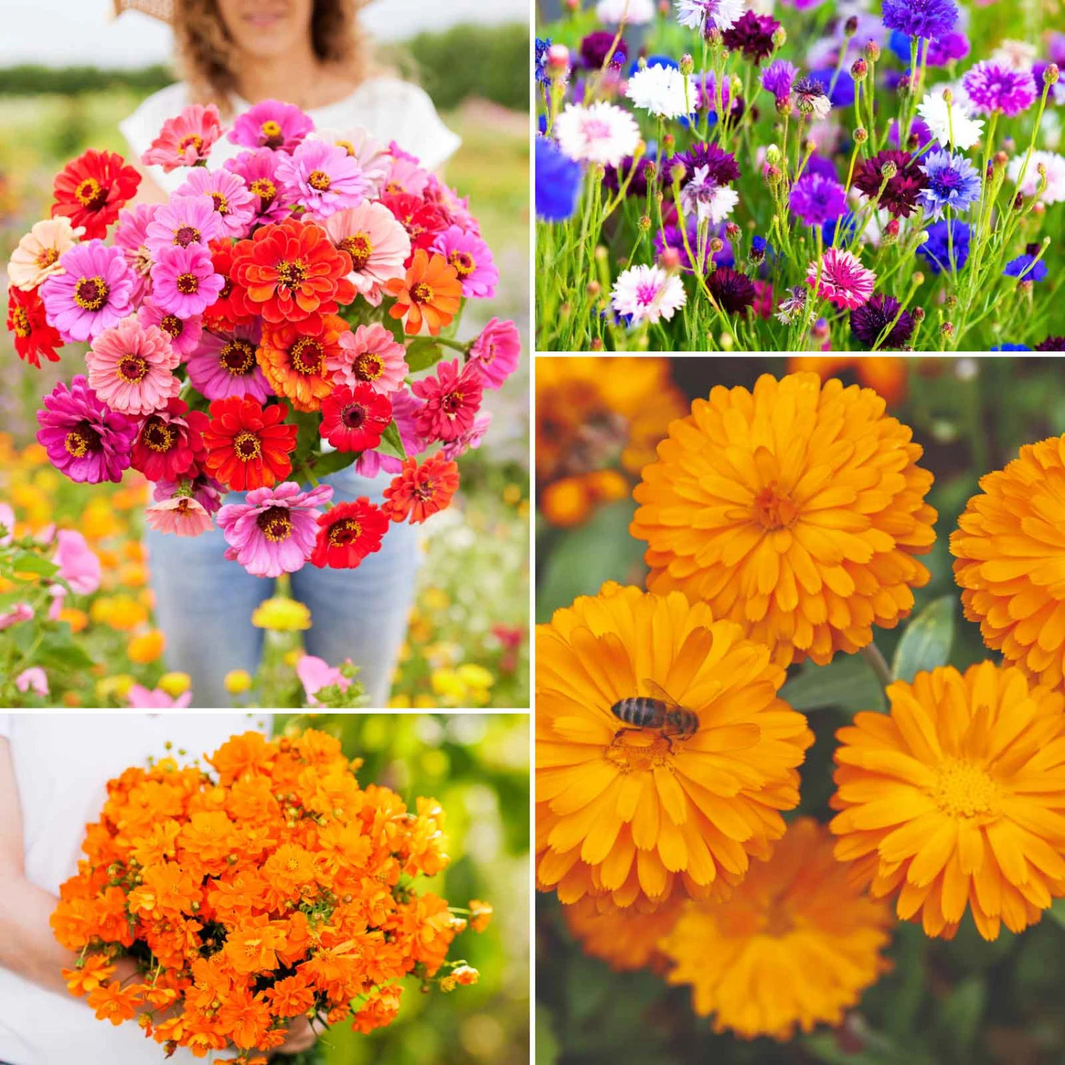 Jellybean Flower Seed Mix 2 Jellybean Flower Seed Mix - Image 2