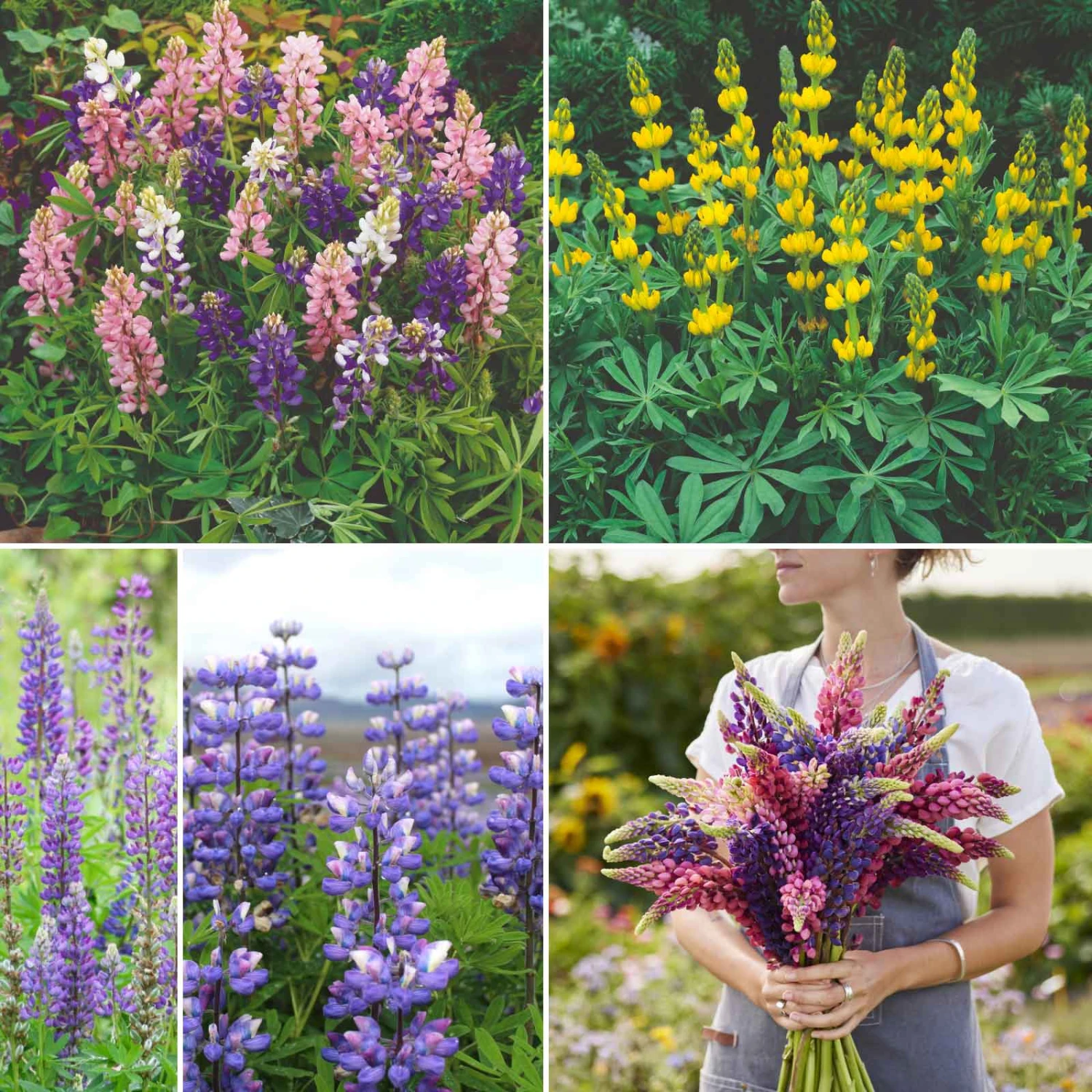 Premium Lupine Flower Seed Mix - Majestic Perennial Blooms for Gardens 1 Premium Lupine Flower Seed Mix - Majestic Perennial Blooms for Gardens