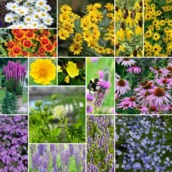 Midwest Perennial Wildflower Seed Mix - Low Maintenance Pollinator Garden