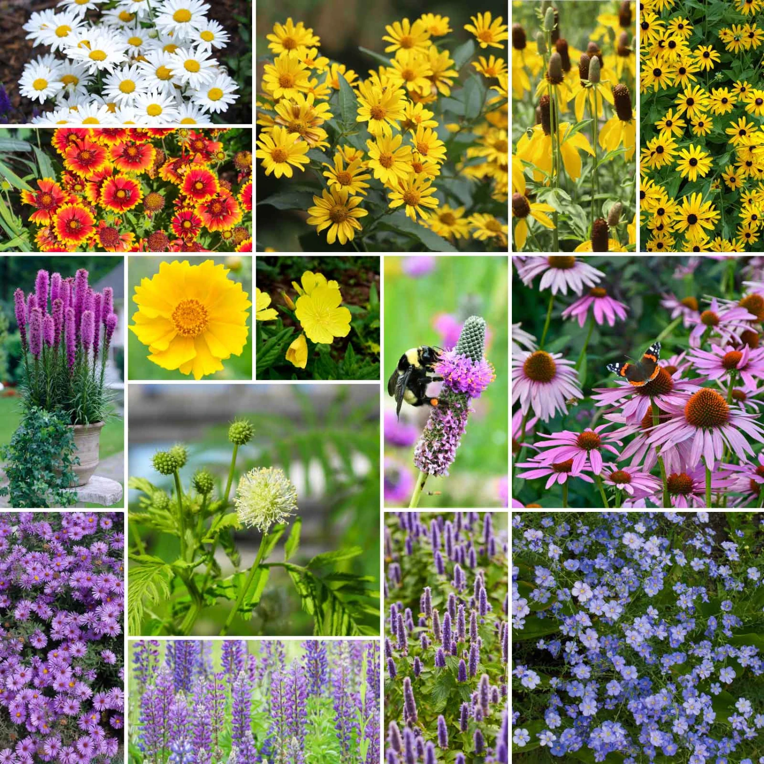 Midwest Perennial Wildflower Seed Mix - Low Maintenance Pollinator Garden 1 Midwest Perennial Wildflower Seed Mix - Low Maintenance Pollinator Garden