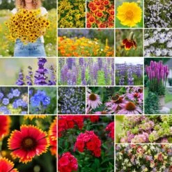 Native Wildflower Seed Mix - 20 North American Species for All Regions