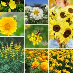 Ole Yeller Exclusive Yellow Wildflower Seed Mix - 8 Vibrant Varieties