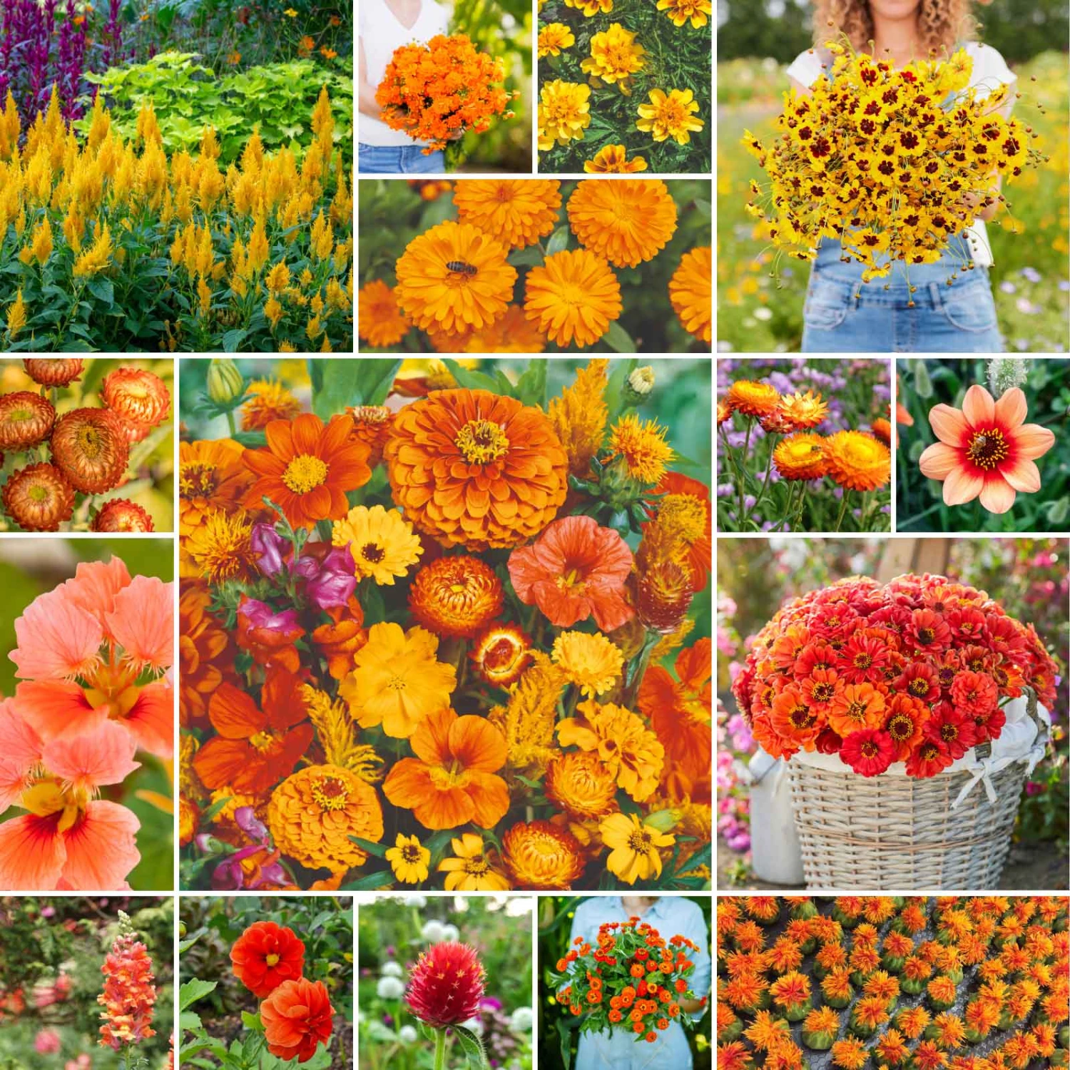 Orange You Glad - Vibrant Orange Annual Wildflower Seed Mix 2 Orange You Glad - Vibrant Orange Annual Wildflower Seed Mix - Image 2
