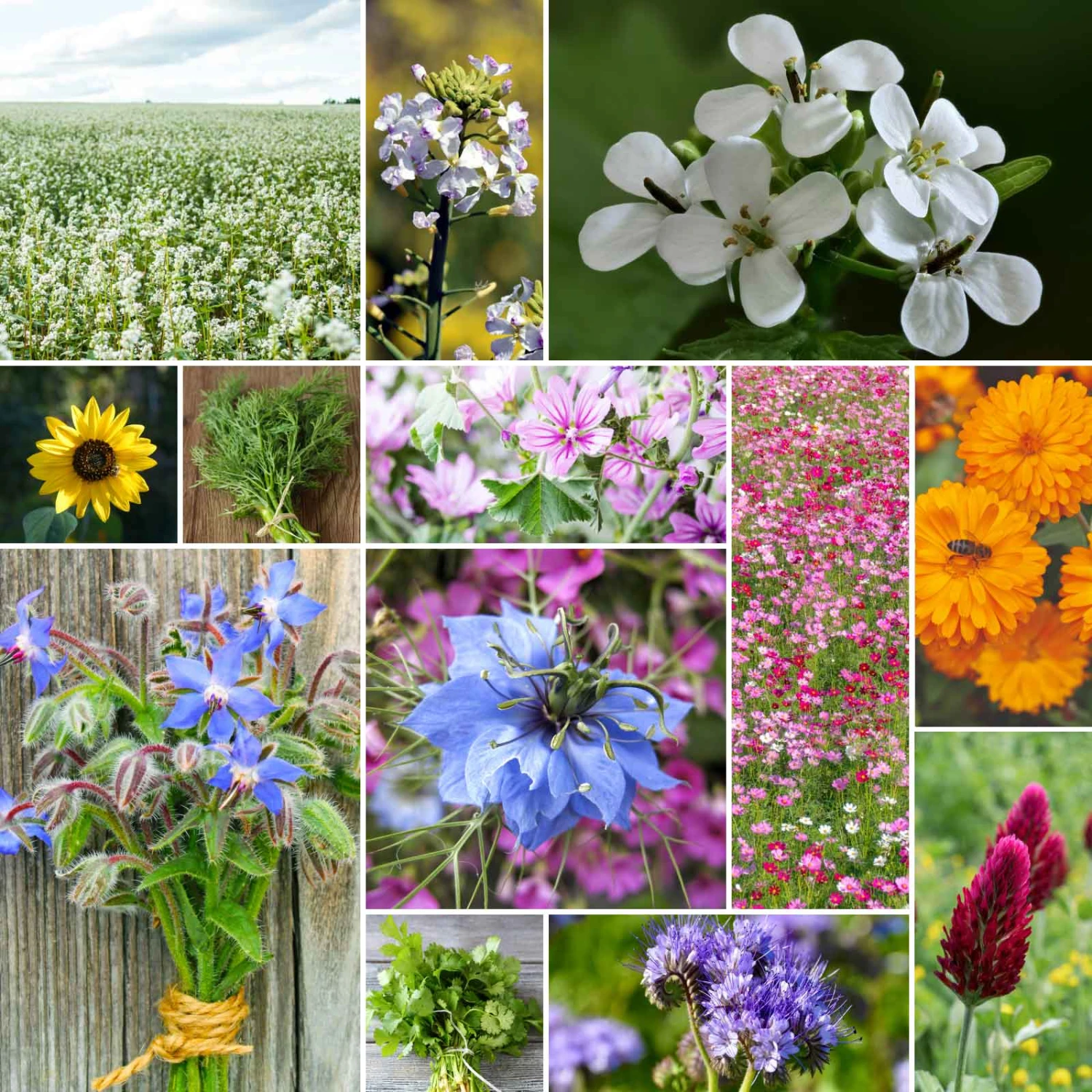 Bee Happy - Organic Bee Attractor Wildflower Mix 1 Bee Happy - Organic Bee Attractor Wildflower Mix