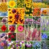Pacific Northwest Wildflower Seed Mix