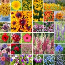 Pacific Northwest Wildflower Seed Mix