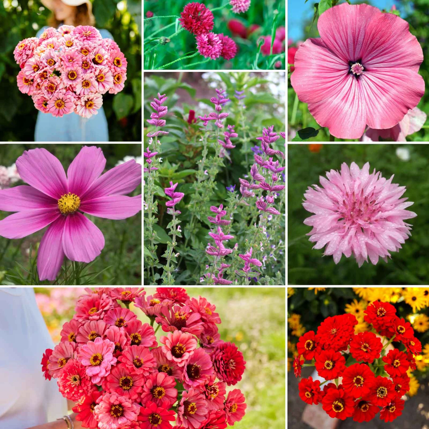 Vibrant Pink Perfection Wildflower Seed Mix for Summer Blooms 3 Vibrant Pink Perfection Wildflower Seed Mix for Summer Blooms - Image 3