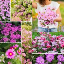 Pink Wildflower Seed Mix - Exclusive Pretty In Pink Garden Blend