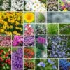 Rock Garden Perennial Wildflower Seed Mix