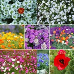 Rugged Beauty Flower Seed Mix