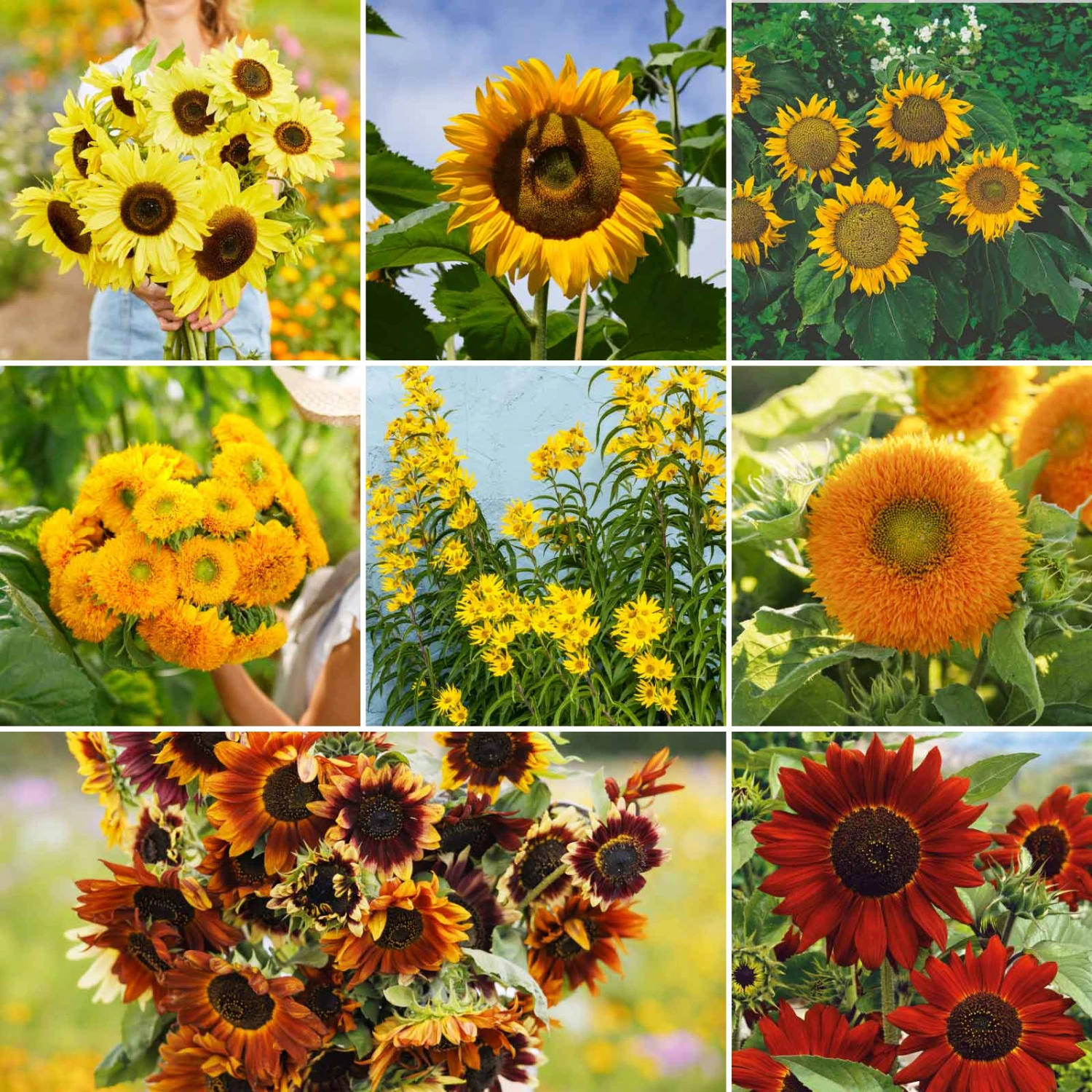 Sunny - Sunflower Seed Mix 3 Sunny - Sunflower Seed Mix - Image 3