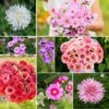 Vibrant Pink Flower Seed Mix - Premium 8-Variety Garden Bloom Blend