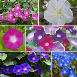 Morning Glory Flower Seed Mix - Top O' The Morning Colorful Climbing Blooms