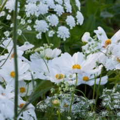 Moon Garden Flower Seed Mix