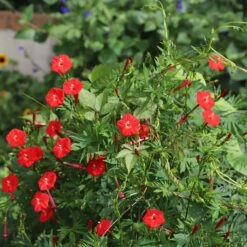Cardinal Climber Seeds