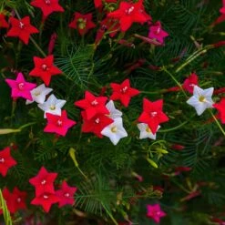 Cypress Vine Morning Glory Mix - Fast-Growing Hummingbird Vine Seeds