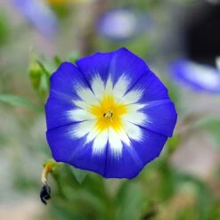 Morning Glory Seeds (Dwarf) - Mixed