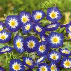 Morning Glory Seeds (Dwarf) - Royal Ensign