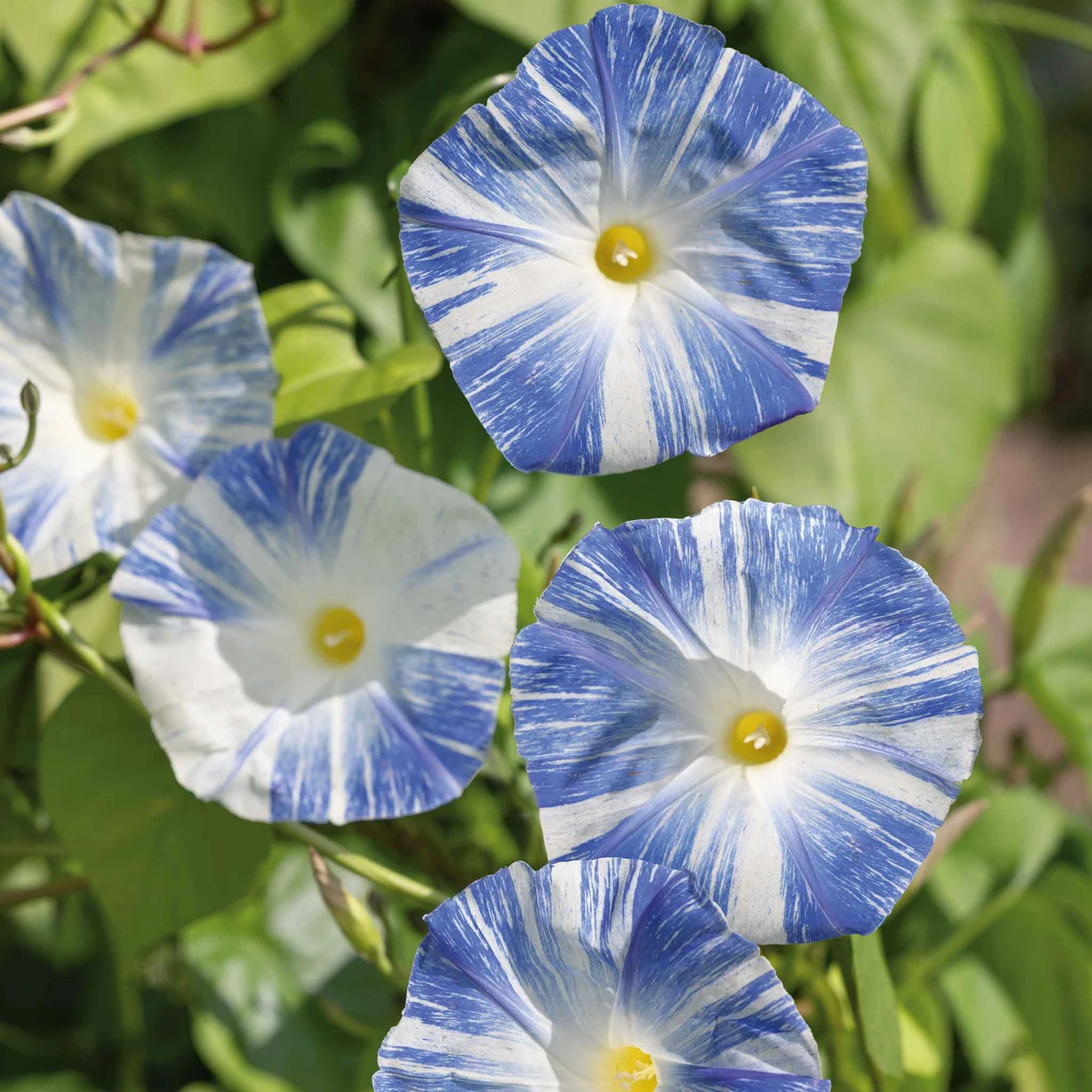 Morning Glory Seeds - Flying Saucers 1 Morning Glory Seeds - Flying Saucers