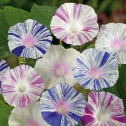 Morning Glory Seeds - Harlequin Mix
