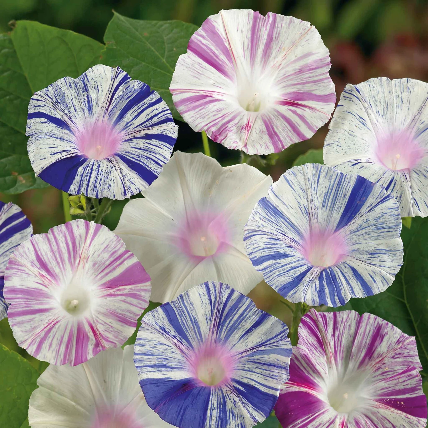 Morning Glory Seeds - Harlequin Mix 1 Morning Glory Seeds - Harlequin Mix