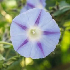 Morning Glory Seeds - Inkspots