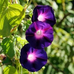 Morning Glory Seeds - Knowlians Black