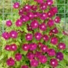 Morning Glory Seeds - Scarlett OHara