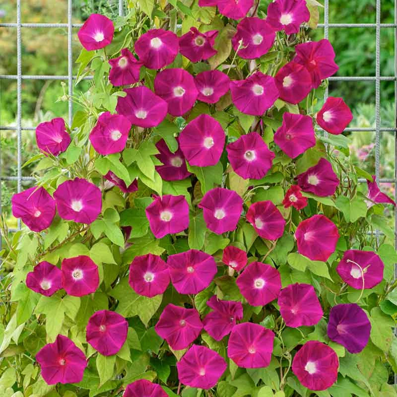 Morning Glory Seeds - Scarlett OHara 1 Morning Glory Seeds - Scarlett OHara