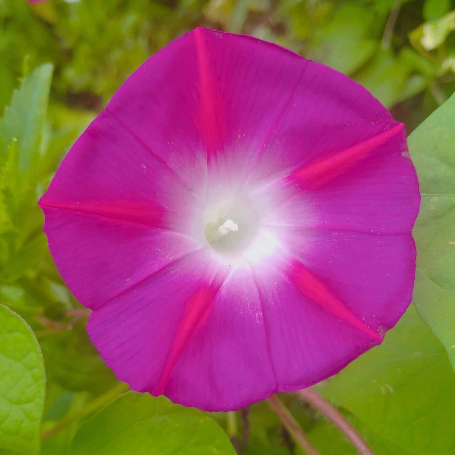 Morning Glory Seeds - Scarlett OHara 2 Morning Glory Seeds - Scarlett OHara - Image 2